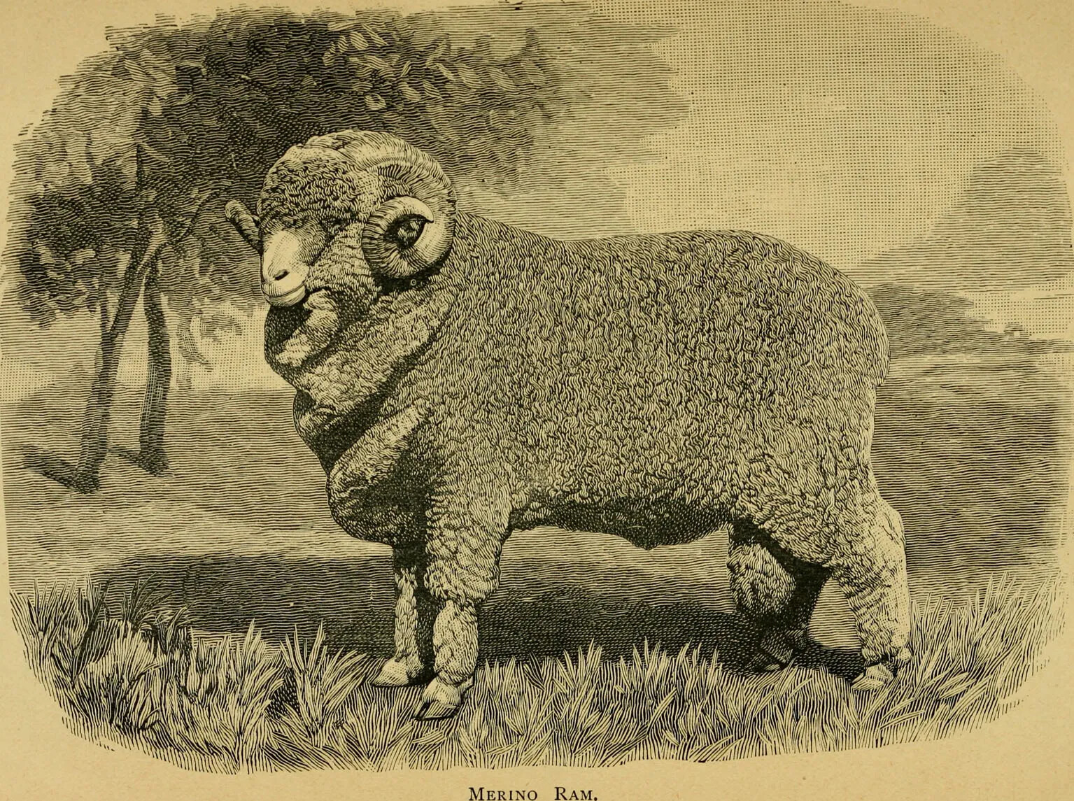 A black and white drawing of a sheep with curved horns on its head. The sheep stands on a patch of grass. The title of the drawing, located along the bottom border, reads: "MERINO RAM."