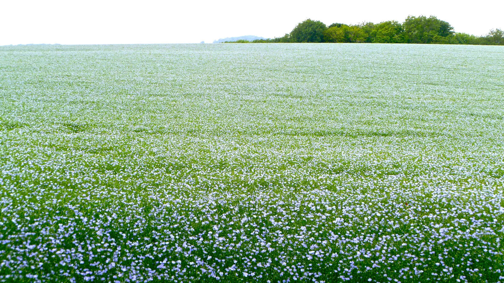 A colored photograph of a field of white flowers and green bushes. In the distance, there is a group of tall trees with green leaves.