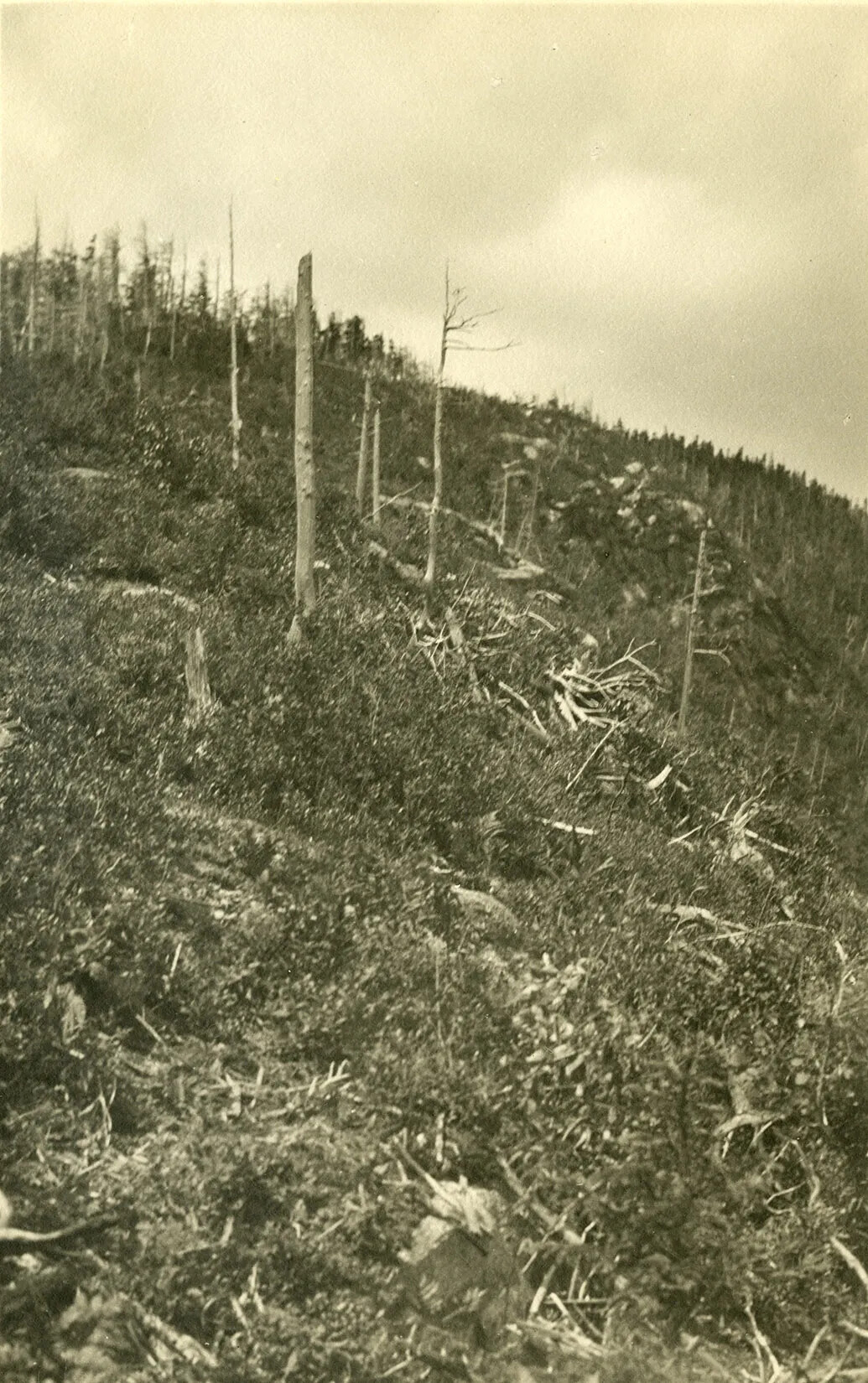 A black and white photograph of the side of a mountain. There is lots of tree branches and bare tree trunks on the ground.