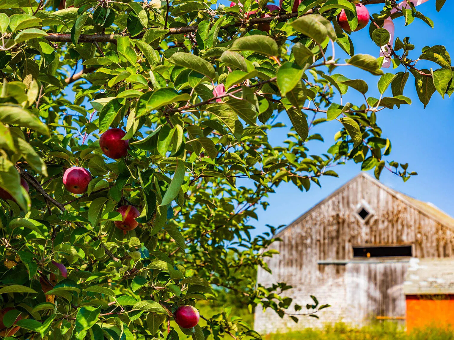 A colored photograph of an apple tree, with an old barn in the background.