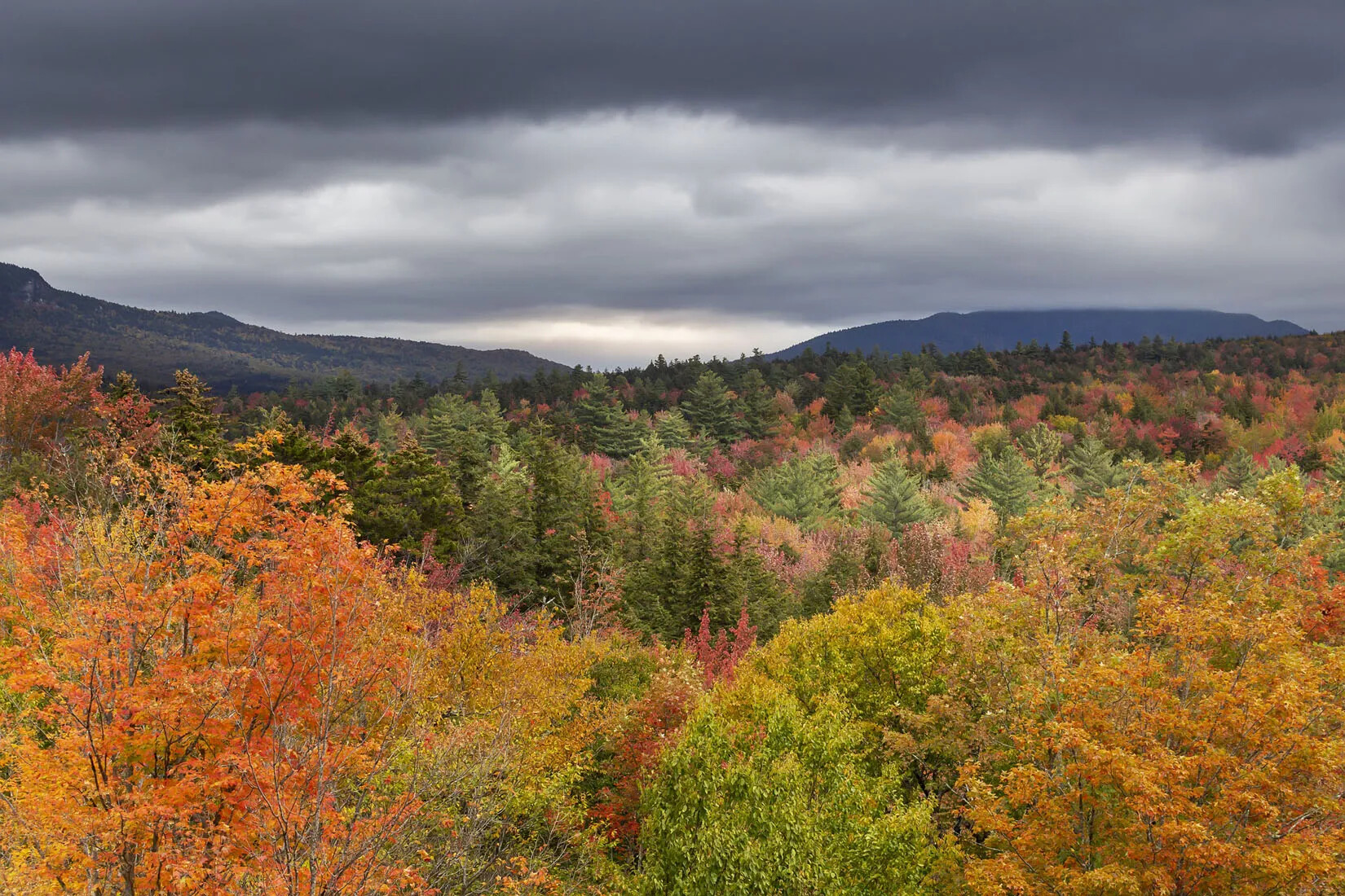 A colored photograph of a forested area. All of the trees have different colored leaves, including red, orange, yellow, and green.