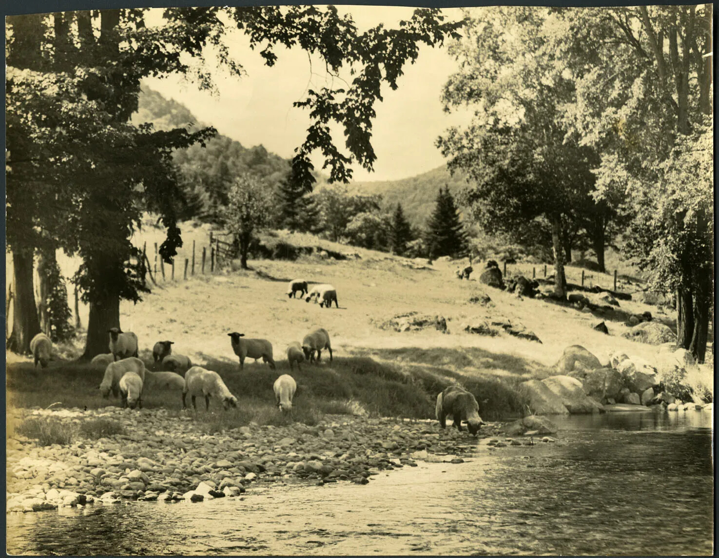 A black and white photograph of a grassy field to the left of a river, on which several sheep graze.