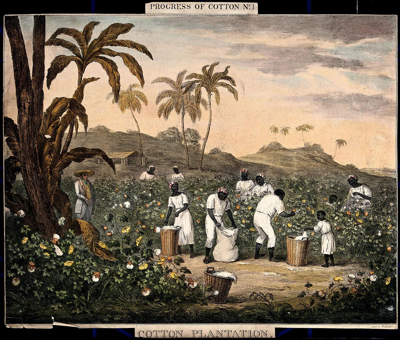 A colored painting of a group of Black men, women, and children dressed in white clothing working in a field surrounded by palm trees. The field is covered in green bushes with white and yellow blossoms. Several of the people place the white blossoms into sacks or woven baskets. There are two lines of text, typed in black text on white paper, that border the painting. The top line of text reads "PROGRESS OF COTTON No. 1" and the bottom line reads "COTTON PLANTATION."
