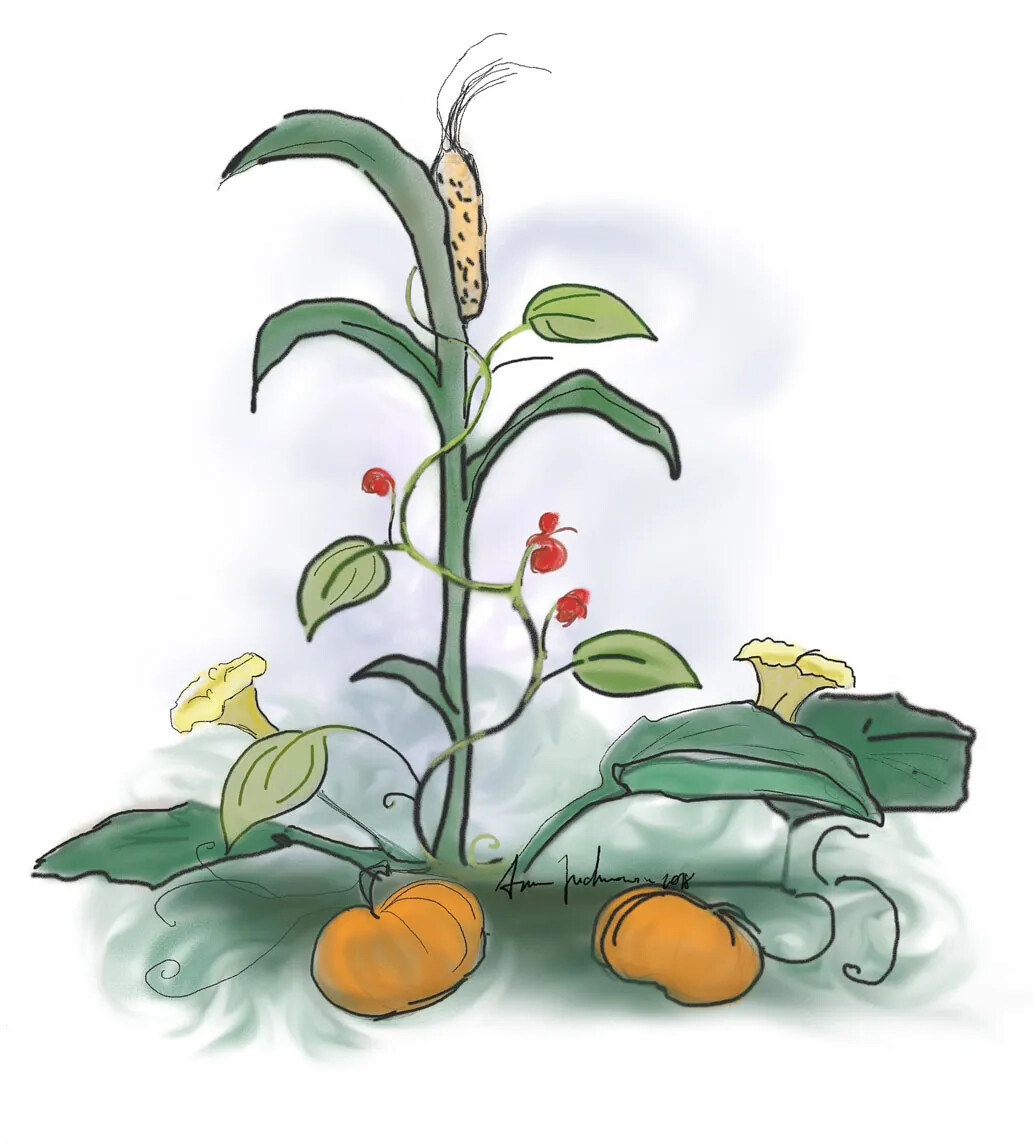 A colorful cartoon shows squash, corn, and beans planted together. The corn grows the tallest, and the bean plant climbs up, circling the corn stalk. The squash plant, with big leaves and flowers, grows along the ground under the two other plants. 