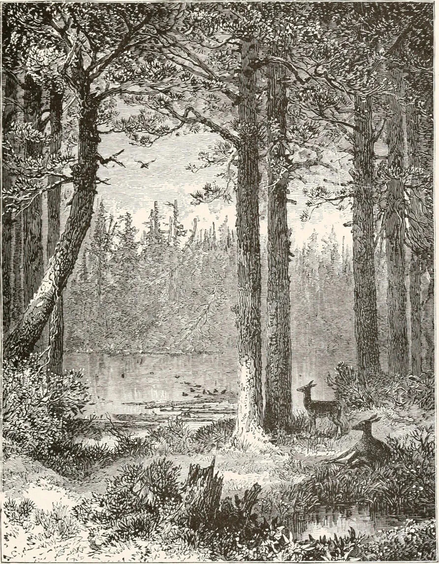 A black and white drawing of a forested area. There are two deer on the right side of the drawing; one is lying down and one is standing. Beyond the wooded area is a small body of water.