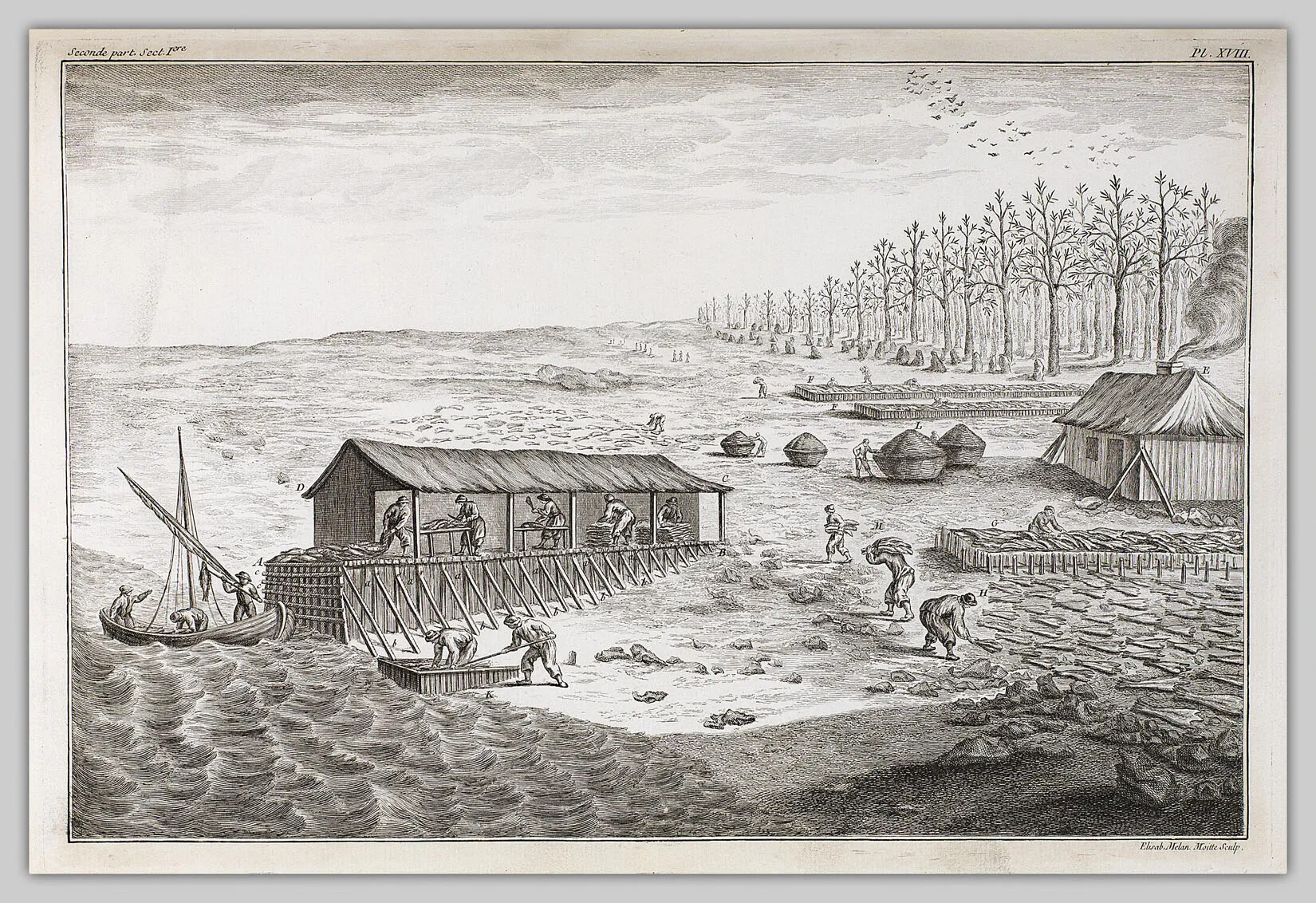 A black and white drawing of a group of men working at different jobs relating to the catching and drying of fish on a flat piece of land, which is bordered by a body of water. Four of the men work in a field laying out fish, four men work in an open-walled long hut cutting fish, three men stand in a small sailboat, and two men salt the fish. In the background of the drawing is a line a tall trees, several small cone-shaped huts, and a wooden cabin with smoke coming out of the chimney.