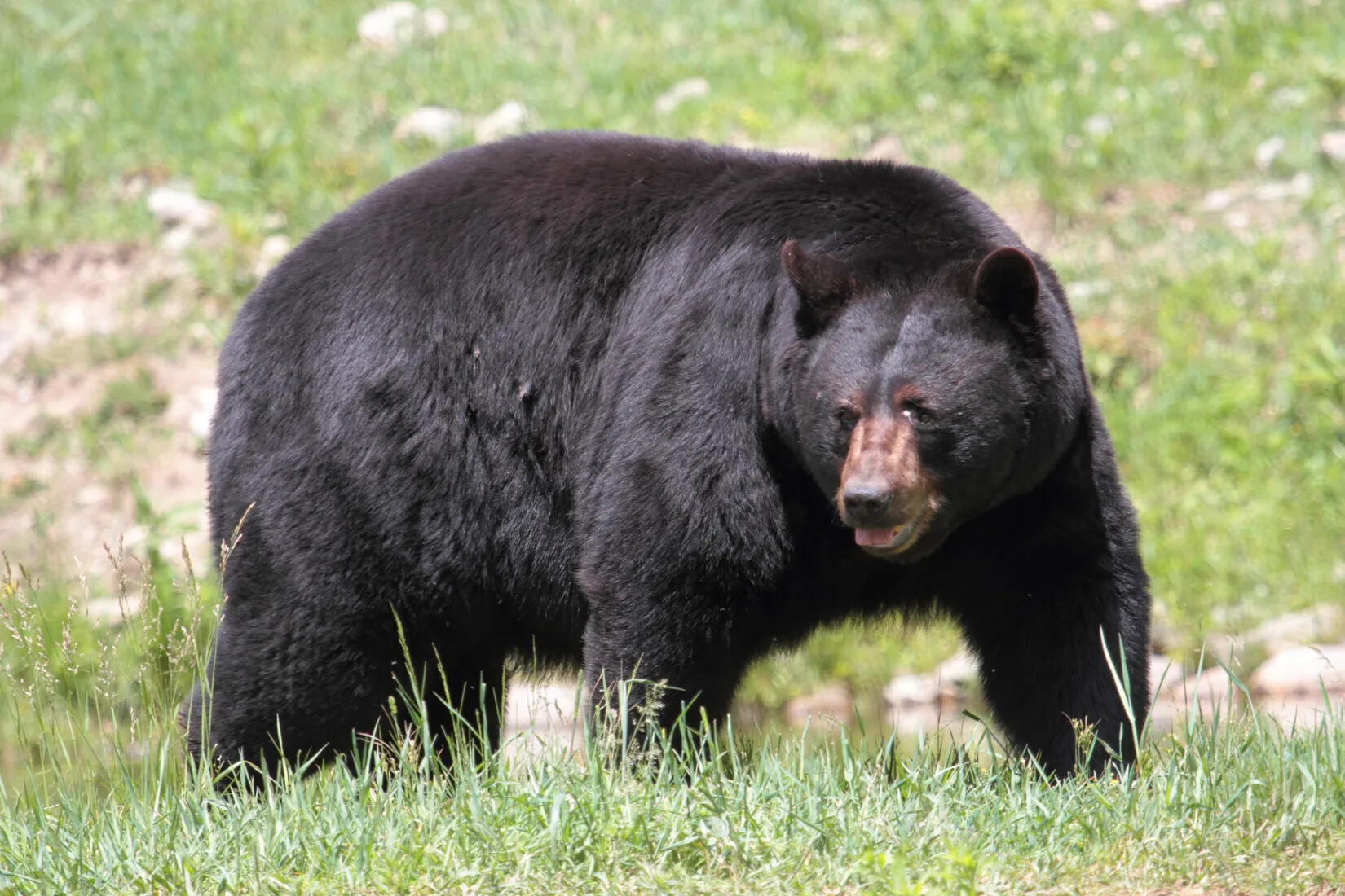 A colored photograph of a large black bear in a grassy field.