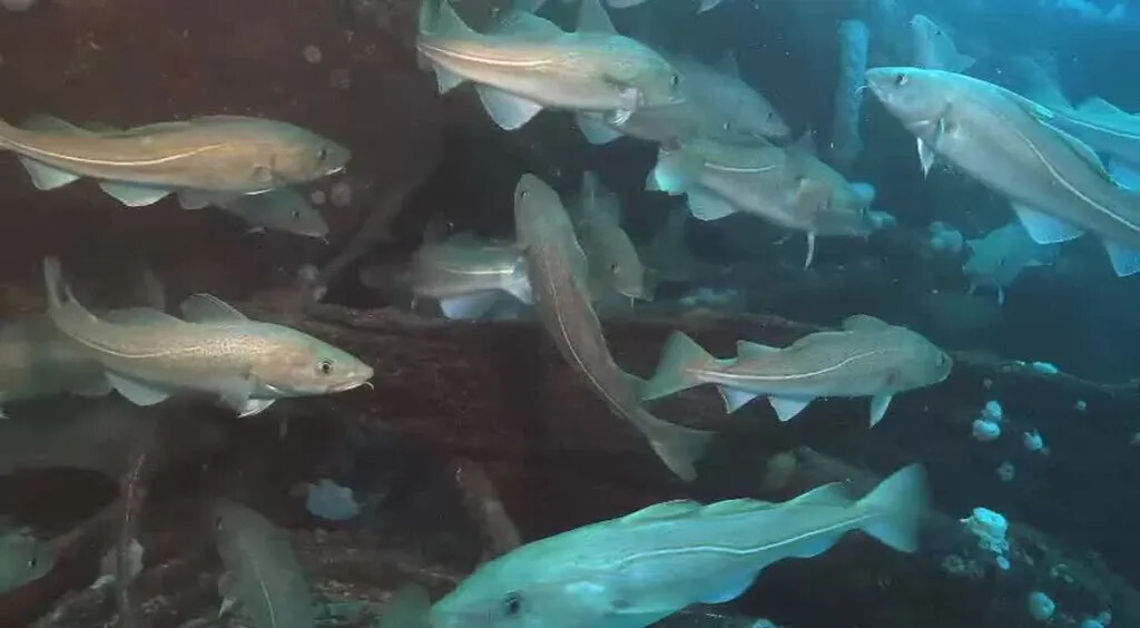 A colored photograph of a group of multi-finned, gray fish swimming in a body of water.