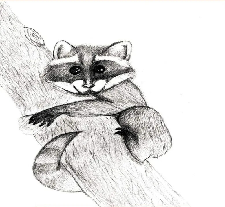Line drawing of a raccoon clutching a tree branch.